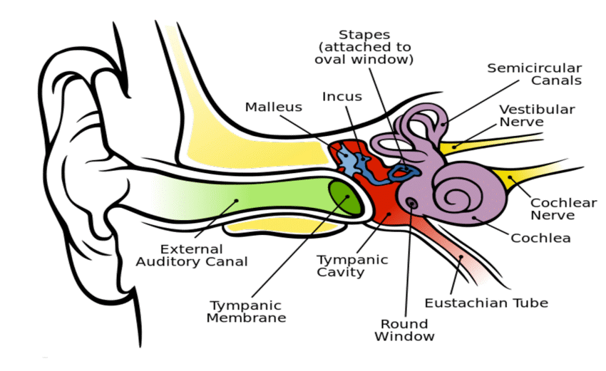 آناتومی گوش ( Ear Anatomy )