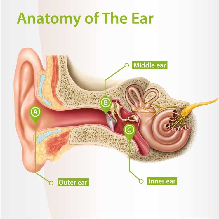 آناتومی گوش ( Ear Anatomy )